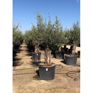 Oliventræ 70 cm potte